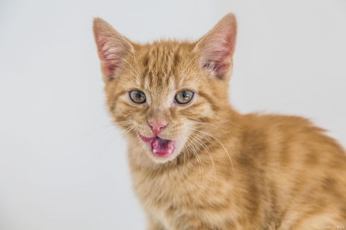 宠物猫项圈绳子怎么绑