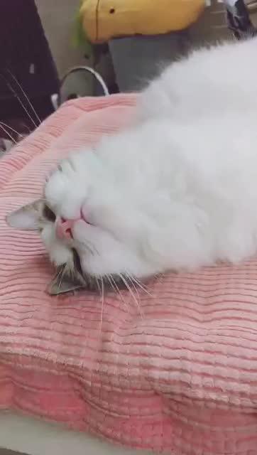 宠物猫防水垫怎么用