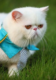 宠物猫怎么锻炼