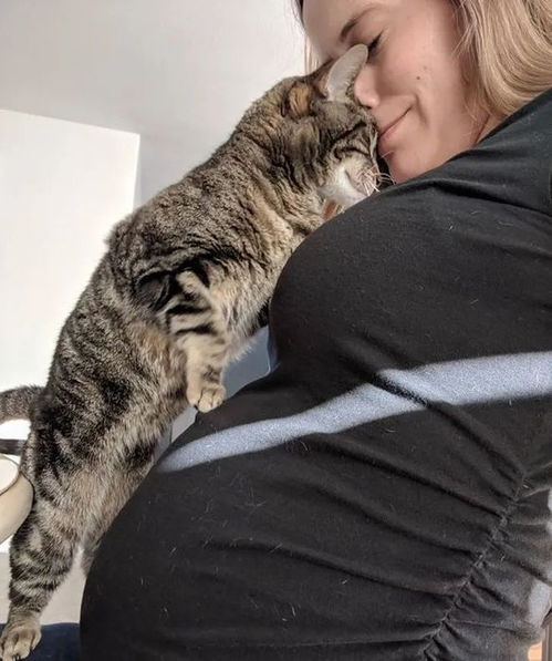 宠物猫怎么知道主人怀孕