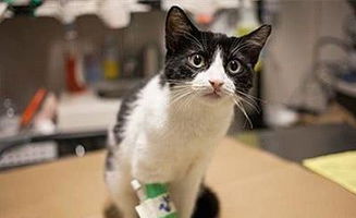 宠物猫摔楼怎么救