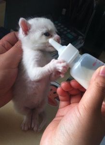 幼猫一天吃多少猫粮