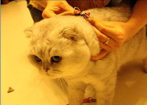 怎么溜宠物猫