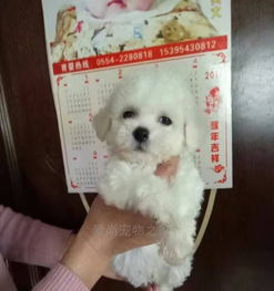 家庭宠物狗卷毛怎么办啊