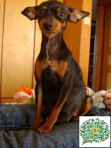 小鹿犬价格多少钱一只