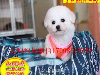 宠物狗黄博美怎么养的活