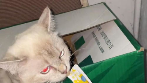 宠物猫怎么喂猫条