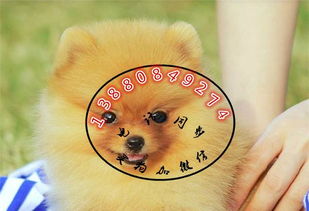 大嘴小宠物狗怎么养好看
