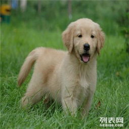 重庆金毛幼犬价格多少