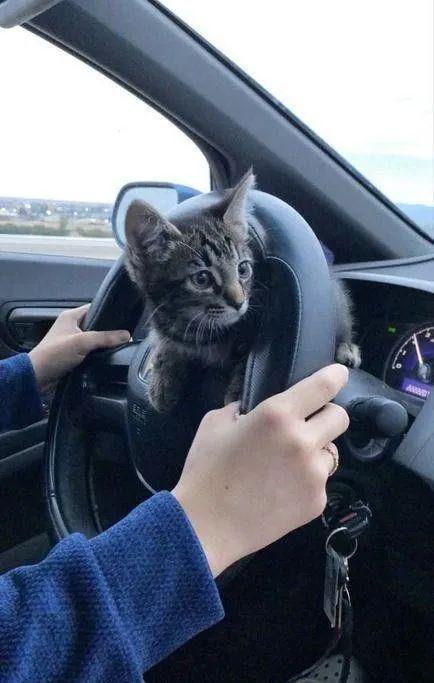 在车上怎么带宠物猫