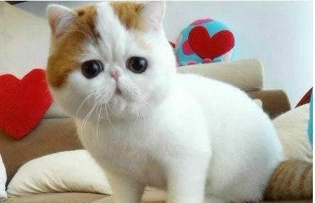 猫的三联疫苗多少钱