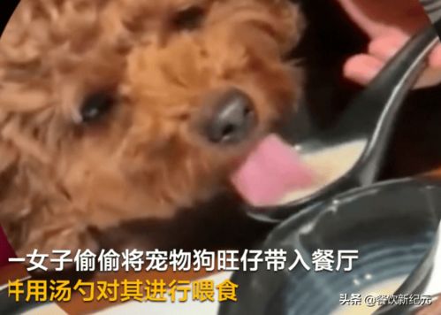 小饭店养宠物狗怎么样啊