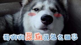 宠物狗尿血药怎么用的啊