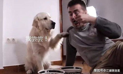 宠物狗爱吃剩菜剩饭怎么回事