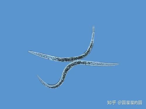 宠物狗驱虫药喷雾怎么用