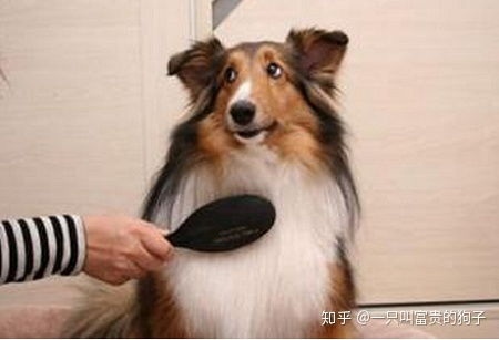 宠物狗常掉毛怎么回事啊