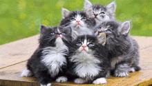 宠物猫怎么调色