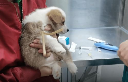 宠物狗得了甲减怎么办