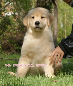 金毛犬一只多少元