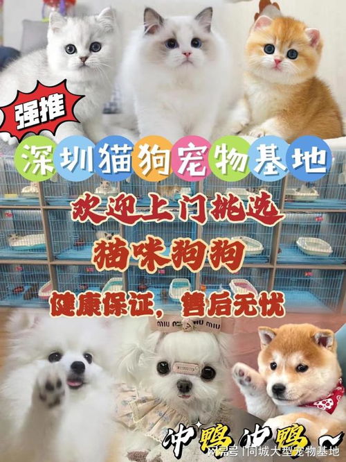怎么自己购买宠物猫狗