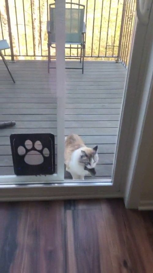 宠物猫跑了怎么抓