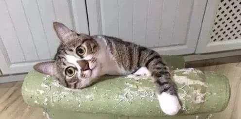 宠物猫犯错怎么办