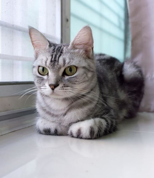 家的宠物狗猫怎么养好