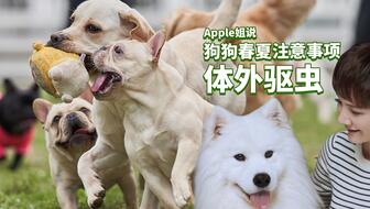 宠物狗怎么体外驱虫一起