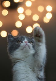 宠物猫得牙周炎怎么办