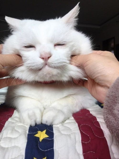 捏宠物猫耳朵会怎么样吗