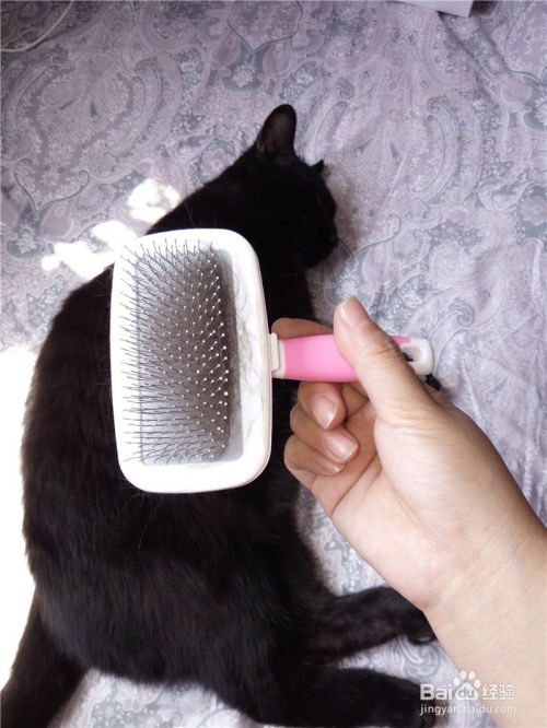 宠物猫怎么脱毛