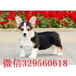 柯基犬一只多少钱