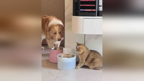 宠物狗看见猫会叫吗怎么办