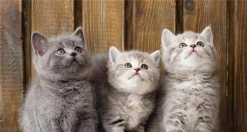 宠物狗小猫咪怎么养好呢