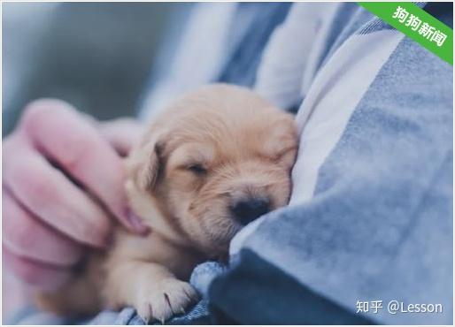 宠物狗喉咙哑声怎么了