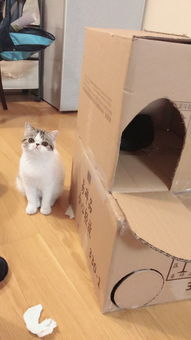 怎么自制宠物猫窝教程