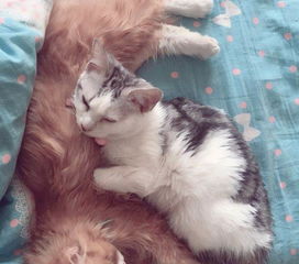 没了的宠物猫怎么养活