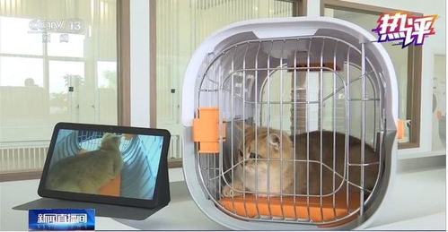 宠物猫狗怎么分区