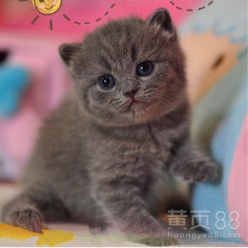 宠物猫怎么买最好