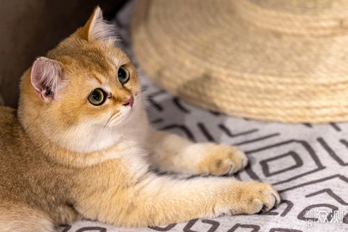 宠物猫怎么拍差异