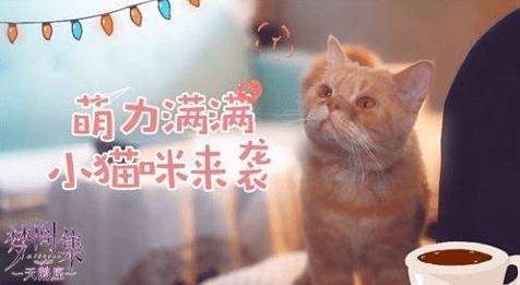 晶核宠物猫怎么获取