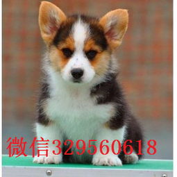柯基犬三色多少钱