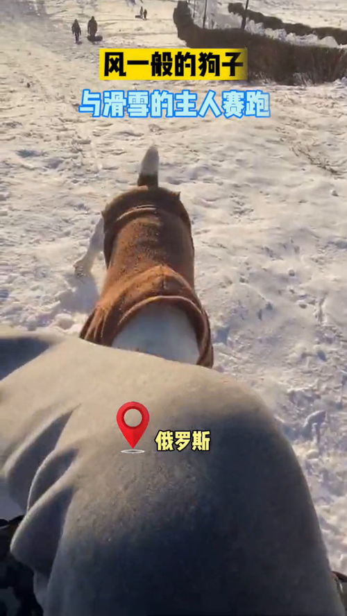 宠物狗比赛跑步怎么办啊