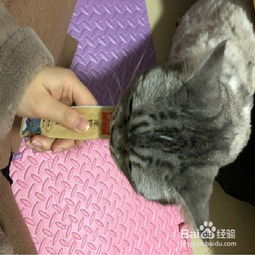 宠物猫在家怎么护理毛发