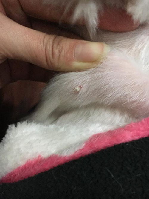 宠物狗身上起痘痘怎么办