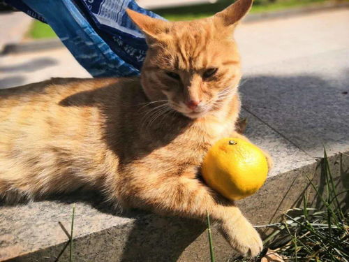 宠物猫怎么样才不怕人