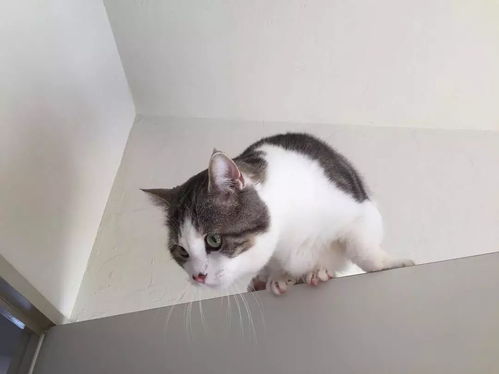 宠物猫膀胱怎么治