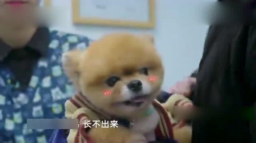 宠物狗没绝育怎么办啊