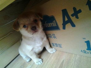 养猫打疫苗多少钱