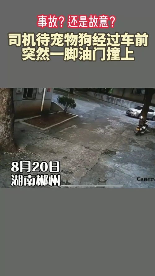 司机故意撞宠物狗怎么办